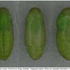 pol icarus pupa6 volg1